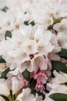 Rhododendron yakushimanum Taroko mB 30- 40