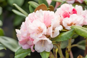 Rhododendron yakushimanum Wanna Bee mB 30- 40