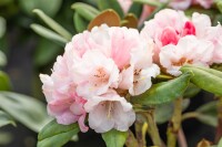 Rhododendron yakushimanum Wanna Bee mB 40- 50