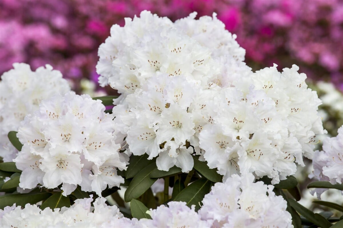 Rhododendron yakushimanum 'Yaku Angel' – Japanischer Rhododendron