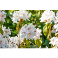 Rhododendron yunnanense C 5 40- 50