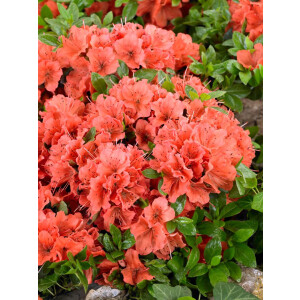 Rhododendron  Geisha Orange 11 cm Topf - Größe...