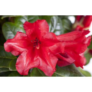 Rhododendron  Scarlet Wonder 11 cm Topf -...