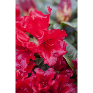 Rhododendron  Scarlet Wonder 11 cm Topf -...