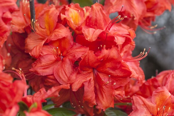 Rhododendron  Feuerwerk 11 cm Topf - Größe nach Saison2 20-  30