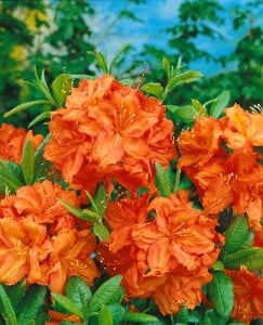 Rhododendron  Feuerwerk 11 cm Topf - Größe nach Saison2 20-  30