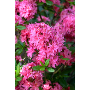 Rhododendron  Homebush 11 cm Topf - Größe nach...