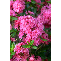 Rhododendron  Homebush 11 cm Topf - Größe nach...