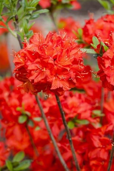 Rhododendron  Nabucco 11 cm Topf - Größe nach Saison2 20-  30