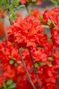 Rhododendron  Nabucco 11 cm Topf - Größe nach...