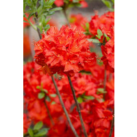 Rhododendron  Nabucco 11 cm Topf - Größe nach...