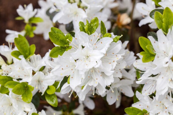 Rhododendron obtusum “Kermesina Alba” III C 2 15-20