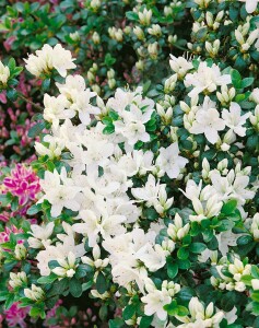 Rhododendron obtusum “Kermesina Alba” III C 2 15-20