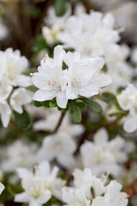 Rhododendron obtusum “Kermesina Alba” III C 2 15-20