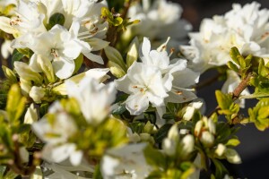 Rhododendron obtusum “Kermesina Alba” III C 2 15-20