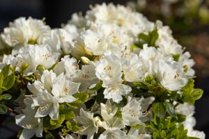 Rhododendron obtusum “Kermesina Alba” III C 2 15-20