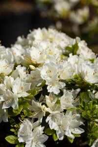 Rhododendron obtusum “Kermesina Alba” III C 2 15-20