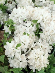 Rhododendron obtusum “Kermesina Alba” III C 2 15-20