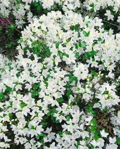 Rhododendron obtusum “Kermesina Alba” III C 2 15-20