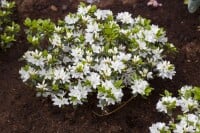 Rhododendron obtusum “Kermesina Alba” III C 2 15-20