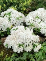 Rhododendron obtusum “Kermesina Alba” III C 2 15-20