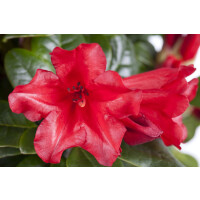 Rhododendron repens Scarlet Wonder C 2 15-20
