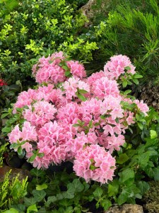 Rhododendron obtusum Kermesina Rose C 2 25-30