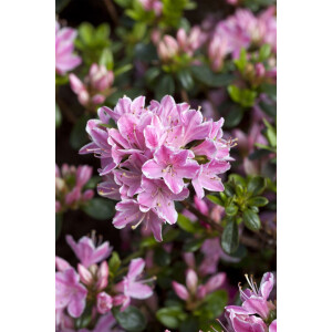 Rhododendron obtusum Kermesina Rose C 2 25-30