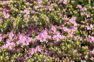 Rhododendron obtusum Kermesina Rose C 2 25-30