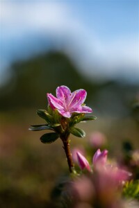 Rhododendron obtusum Kermesina Rose C 2 25-30