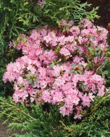 Rhododendron obtusum Kermesina Rose C 2 25-30