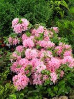 Rhododendron obtusum Kermesina Rose C 2 25-30