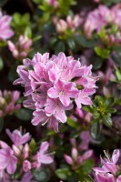 Rhododendron obtusum Kermesina Rose C 2 25-30