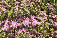 Rhododendron obtusum Kermesina Rose C 2 25-30