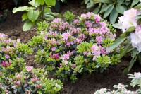 Rhododendron obtusum Kermesina Rose C 2 25-30