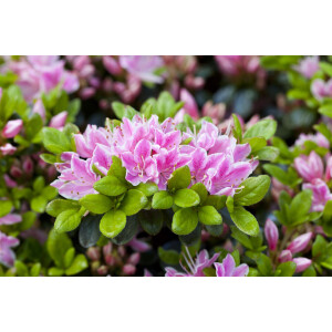 Rhododendron obtusum Rokoko C 2 25-30