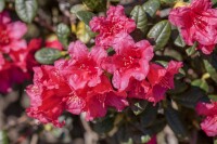 Rhododendron repens Abendrot C 2 20-25
