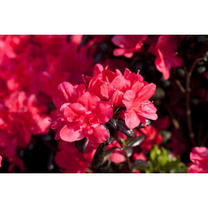 Rhododendron obtusum “Maruschka” R III C 2 20-25