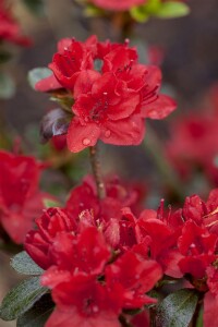 Rhododendron obtusum “Maruschka” R III C 2 20-25