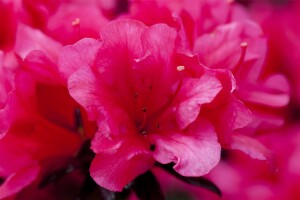 Rhododendron obtusum “Maruschka” R III C 2 20-25