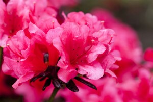 Rhododendron obtusum “Maruschka” R III C 2 20-25