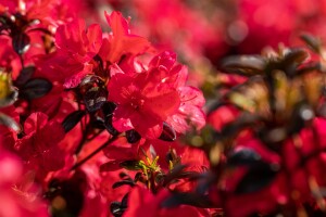 Rhododendron obtusum “Maruschka” R III C 2 20-25