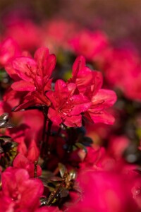 Rhododendron obtusum “Maruschka” R III C 2 20-25