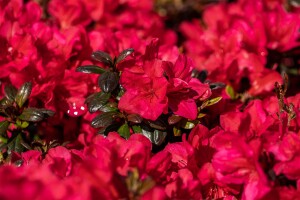 Rhododendron obtusum “Maruschka” R III C 2 20-25