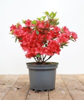 Rhododendron obtusum “Maruschka” R III C 2 20-25