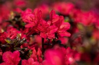 Rhododendron obtusum “Maruschka” R III C 2 20-25