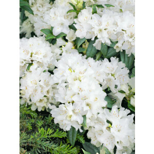 Rhododendron carolin.Dora Amateis C 2 20-25