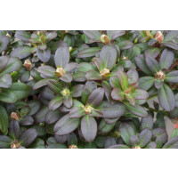 Rhododendron hanceanum Shamrock C 2 15-20