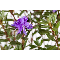 Rhododendron impeditum Azurika C 2 15-20