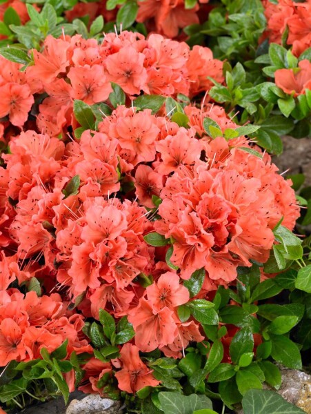 Rhododendron obtusum Geisha orange C 2 15-20